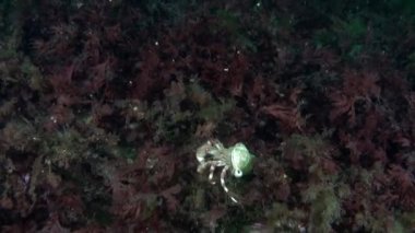 Münzevi yengeçler su altında deniz tabanında oturuyorlar. Keşiş yengeçleri olarak adlandırılan bu eşsiz yaratıklar Decapoda tarikatının üyeleridir ve korunmak için diğer hayvanların kabuklarında yaşarlar..