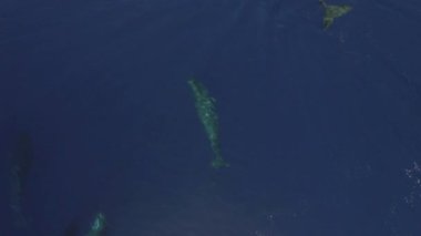 İspermeçet balinalarının kolonisi okyanus suyunun yüzeyine yakın yüzer. Sperm balinaları iletişim yetenekleriyle tanınırlar. Davranışları sayesinde birlikte yaşayıp okyanus ortamlarında yaşayabiliyorlar..