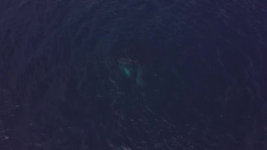 Koyu mavi sudaki balinalar bir kızla teknenin yanında. Üst Manzara. Balinalar hakkında eşsiz bir video koleksiyonu izleyin..