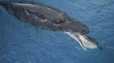 Balina anne ve bir yavru Atlantik Okyanusu 'nda. Kuzey Atlantik pürüzsüz balinası (Eubalaena buzulu). Balinalar hakkında bir video kaydı izleyin.