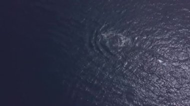 Balinalar, üst manzaralı bir teknenin yanında su içiyorlar. Balinalar hakkında eşsiz bir video koleksiyonu izleyin..