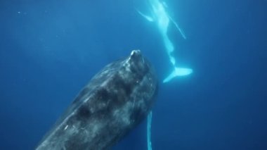 Pasifik Okyanusu 'nun altındaki kambur balinalar. Tonga Polinezya 'daki dev hayvan Megaptera Novaeangliae. Balinalar, dev deniz hayvanları ve su altı megafauna familyası kavramı..