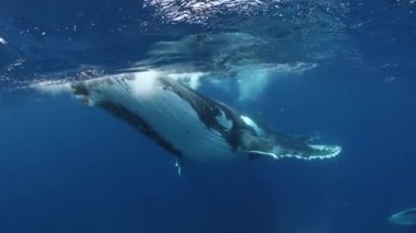 Pasifik Okyanusu 'nun altındaki kambur balinalar. Tonga Polinezya 'daki dev hayvan Megaptera Novaeangliae. Balinalar, dev deniz hayvanları ve su altı megafauna familyası kavramı..