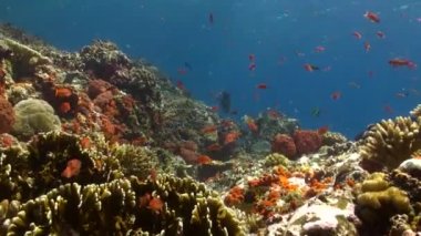 Su altı mercan resiflerinin cazibesi balık sürüsünün canlılığıyla artar. Berrak, taze su mercan resiflerinin sükuneti arasında canlı balık sürüsü biraz cazibe katıyor..