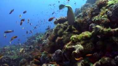 Büyüleyici manzara: sualtı mercan resifinde parlak renkli balıklar okulu. Saf mercan resiflerinin huzurlu sükuneti sularını süsleyen renkli balık sürüleri tarafından geliştirilir..