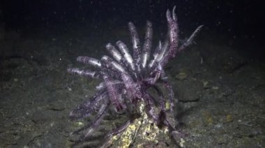Deniz zambağı sualtı sahnesine ruhani bir dokunuş ekler. Deniz nilüferinin varlığıyla zenginleşen sualtı manzarası.