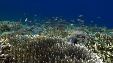 Bali 'nin mercanı, balık sürüsüyle birlikte, sualtı manzarasını büyülüyor. Bali 'nin büyüleyici sualtı manzarası mercan resiflerinin varlığı ve büyüleyici balık sürüsüyle gelişir..