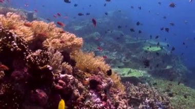 Canlı renkler, balık ve mercan sürüsü Bali 'nin sualtı manzarasıdır. Bali sualtı manzarasının arka planındaki balık sürüsünün büyüleyici görüntüsü huzur ve korkuyu çağrıştırıyor.