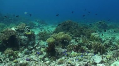 Balık sürüsü Bali 'nin büyüleyici sualtı manzarasına hayat ve renk katıyor. Su altı manzarası büyülü bir alan haline geliyor. Balık sürüsü büyüleyici yüzme gösterileri sergiliyor..
