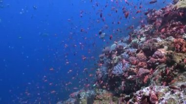 Mercan resifi, Bali 'deki balık sürüsüyle sualtı manzarasını ortaya çıkarır. Su altı mercan resifleri cennetinde balık sürüsü renkli manzaralarda dans eder..