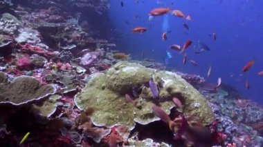 Bali sualtı manzarasının arka planında bir balık sürüsü. Bali 'deki mercan resifinin arka planında, balık sürüsü turkuaz sularda zarifçe süzülüyor..