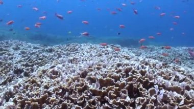 Su altındaki mercan resiflerindeki balık okullarının keyifli manzarasının tadını çıkar. Su altındaki mercan resiflerindeki balık okullarının canlandırıcı gösterisine tanık olun..