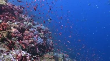 Mercan resiflerinin sualtı dünyası, çeşitli mercan ve balık türleri. Su altı mercan resiflerinin büyüleyici dünyasına dalın. Çeşitli mercan ve balık türleriyle..