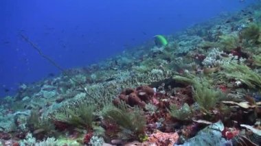 Mercan ve balık türlerinin çeşitli sualtı mercan resifleri büyüleyici. Su altı mercan resiflerinin büyüleyici güzelliği, mercan ve balık türlerinin bolluğu, büyüleyicidir..