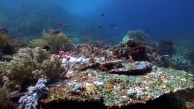 Su altı mercan resifleri büyüleyici sessizliğiyle büyülenir. Su altında nefes kesen mercan resifi bol mercan ve balık türleriyle büyülenir..