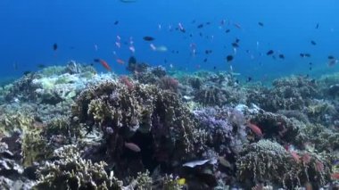 Büyüleyici bir balık sürüsüyle süslenmiş büyüleyici sualtı mercan resifi. Mercan ve balık türlerinin çeşitli karışımlarıyla süslenmiş su altı mercan resiflerinin büyüleyici harikalarını keşfedin..