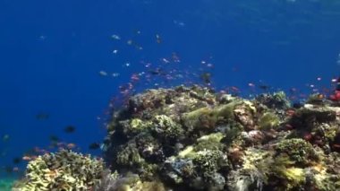 Bali 'nin mercan kayalıkları biyolojik çeşitliliğin ve doğal harikaların hazinesidir. Bali 'nin berrak sularında mercanların arasında yüzmek yapılması gereken bir eylemdir..