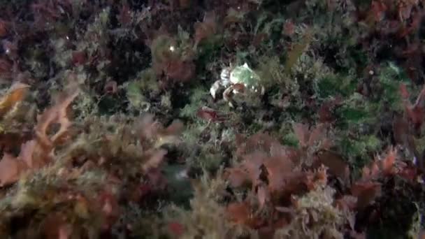 エルミットのカニはバレンツ海の海底に座っている ハーミットカニ 他の生き物の殻を家として自分の柔らかい体を保護するために使用する海洋生物のユニークな種 — ストック動画
