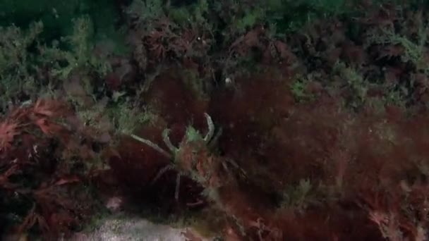 Granchio Nelle Alghe Mondo Subacqueo Del Mare Kara Stupefacente Fauna — Video Stock