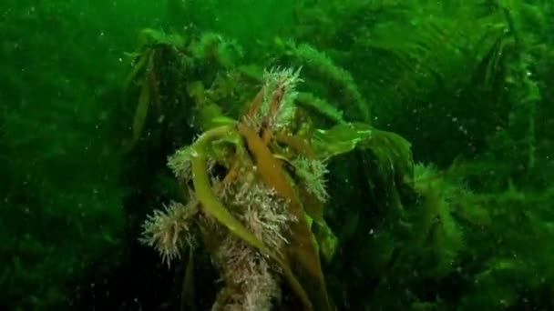Kelp Het Zuiverste Water Bodem Van Karazee Van Novaya Zemlya — Stockvideo