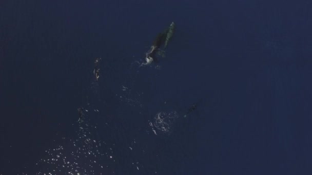 Rodzina Kaszalotów Pobliżu Ludzi Wieloryby Siewne Grupa Ssaków Morskich Rodziny — Wideo stockowe