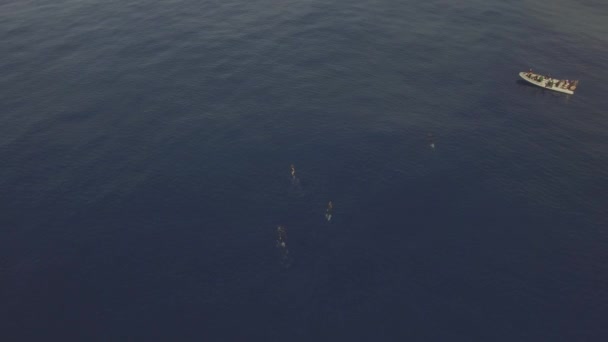 Teknenin Yanında Insanlarla Birlikte Ispermeçet Balinası Ailesi Sperm Balinaları Balina — Stok video