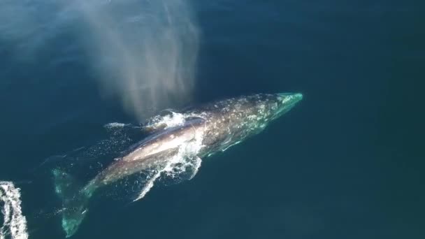 Grey California Whale Vista Dall Alto Guarda Esclusiva Collezione Unica — Video Stock