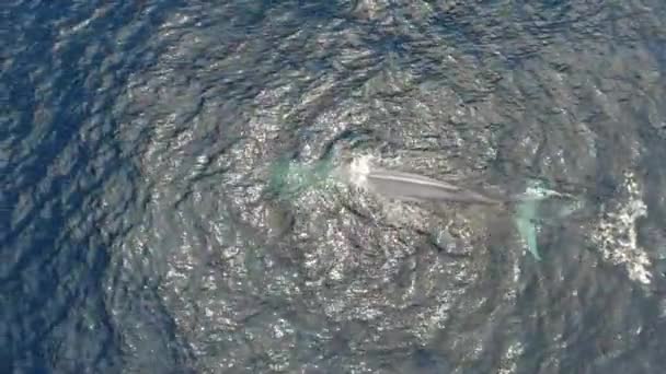 Grey California Whale Top View Laut Mamalia Paus Balin Menonton — Stok Video