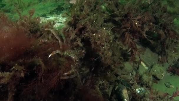 Caranguejo Algas Fundo Marinho Mundo Subaquático Fantástico Mar Kara Caranguejo — Vídeo de Stock