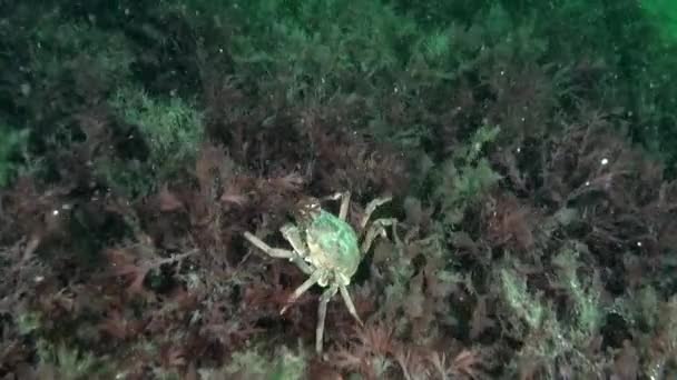 Caranguejo Incrível Vida Selvagem Mundo Subaquático Mar Kara Caranguejo Algas — Vídeo de Stock