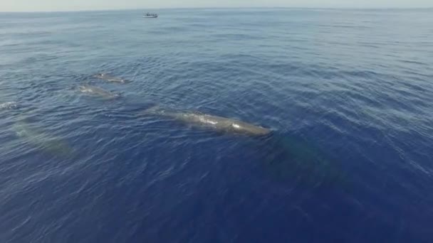Embreagem Baleias Espermatozóides Atravessa Perto Superfície Água Oceano Baleias Esperma — Vídeo de Stock