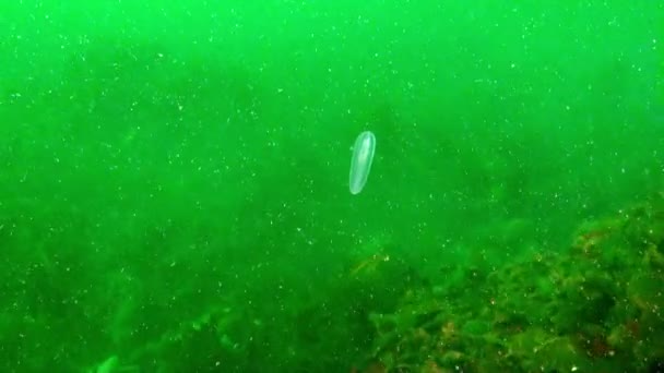 Ctenophores Mnemiopsis Denizanası Değildir Hafiftir Şeffaftır Etek Bıçakları Kürek Plakaları — Stok video