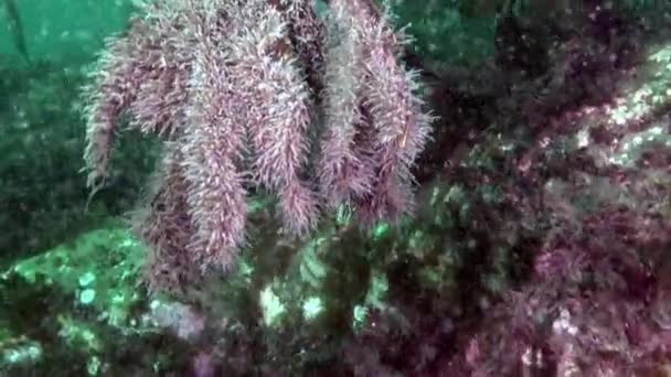 Kara Denizi Nin Dibindeki Okyanus Bitkileri Görüntülerin Arşivinde Inanılmaz Sualtı — Stok video