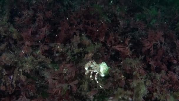 ハーミットカニ水中海底に座っている これらのユニークな生き物は ヤドカリと呼ばれ Decapoda注文のメンバーであり 保護のために他の動物の殻に住んでいます — ストック動画