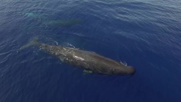 Close Sperm Whales Drifts Surface Ocean Water Sperm Whales Have — Stock Video