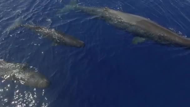 Enjambre Cachalotes Cerca Superficie Del Agua Del Océano Las Ballenas — Vídeos de Stock