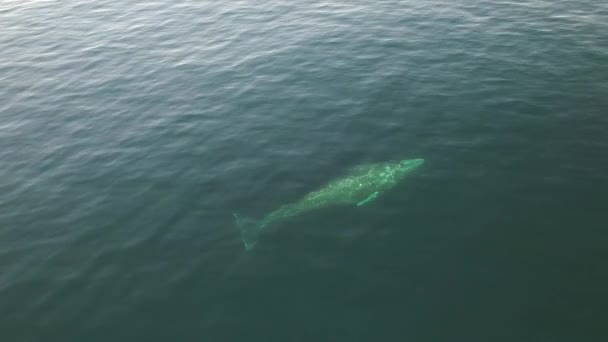 Vista Superior Grey California Whale Mamífero Marino Ballenas Vea Una — Vídeo de stock