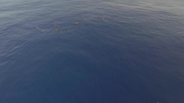 Banda Cachalotes Nadam Livremente Perto Superfície Oceano Baleias Esperma São — Vídeo de Stock
