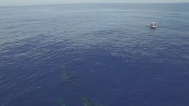 Толпа Кашалотов Плавает Вблизи Поверхности Океана Часть Семьи Китов Кашалоты — стоковое видео