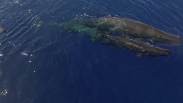 Cría Cachalotes Nada Cerca Superficie Del Océano Parte Familia Las — Vídeos de Stock
