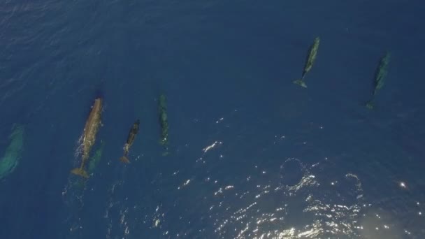 Synchronized Swimming Group Sperm Whales Surface Ocean Water Top View — Stock Video