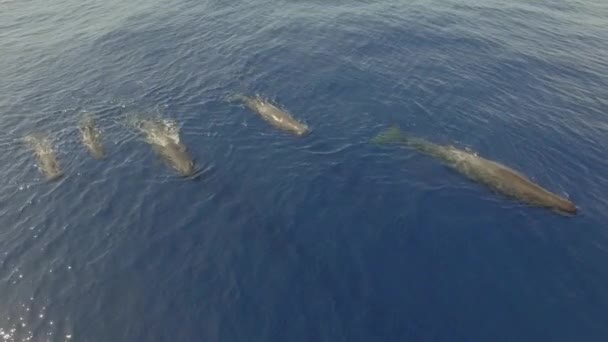 Een Kudde Potvissen Glijdt Buurt Van Oceaanwater Sperma Walvissen Staan — Stockvideo