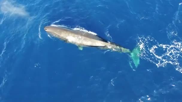 Jeden Samotny Wieloryb Plemników Blisko Powierzchni Wody Oceanu Więcej Filmów — Wideo stockowe