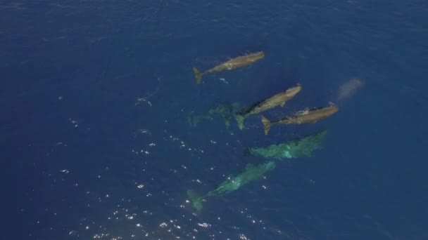 Wieloryby Spermy Elegancko Pływają Pobliżu Powierzchni Wody Oceanicznej Widok Góry — Wideo stockowe