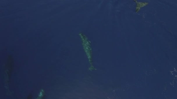 精子クジラのコロニーは海水の表面近くで泳いでいる 精子クジラはコミュニケーション能力で認められています 彼らの行動は 彼らが共存し 海洋生息地に耐えることを可能にします — ストック動画