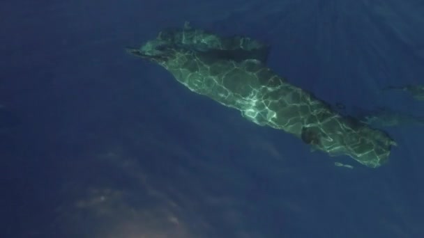 Sperma Matka Wieloryb Dwa Młode Pływa Pobliżu Powierzchni Wody Oceanu — Wideo stockowe