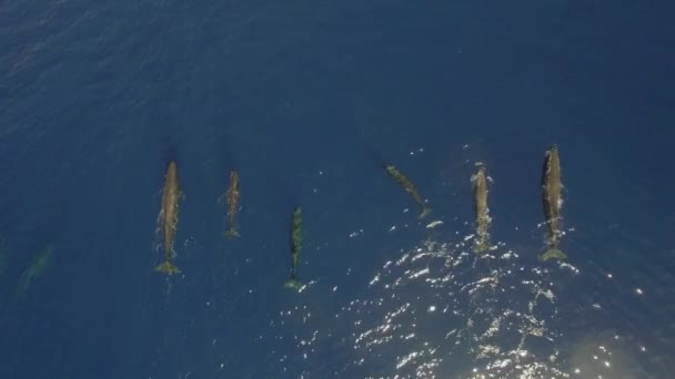 Synchronized Swimming Sperm Whales Surface Ocean Water Top View Marine — Stock Video