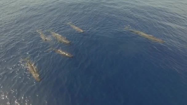 Baleias Esperma Nadam Lindamente Juntas Perto Superfície Água Oceano Vista — Vídeo de Stock