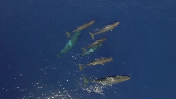 Wieloryby Nasienne Pływają Wdziękiem Pobliżu Powierzchni Wody Oceanicznej Widok Góry — Wideo stockowe