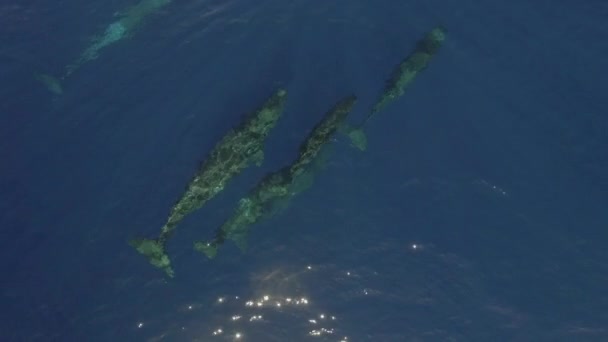 Las Ballenas Espermatozoides Nadan Juntas Cerca Superficie Del Agua Del — Vídeos de Stock